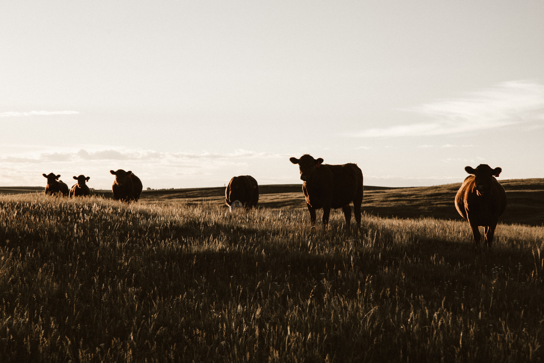 Lecture explores how technology is revolutionizing precision ranching – TRU Newsroom