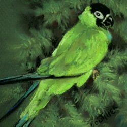 Member of the Month – Kamloops Arts Council