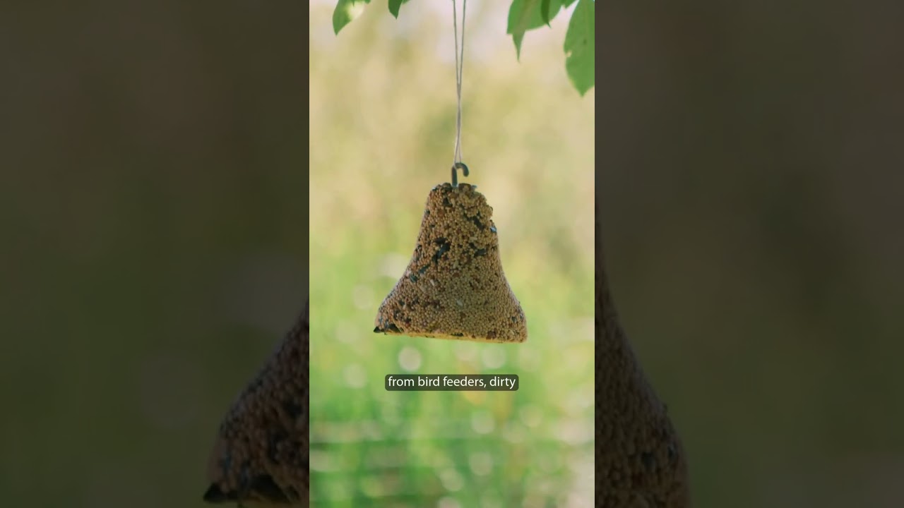 Common bear attractants